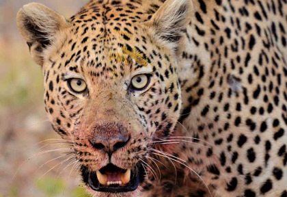 Botswana - Kasane-Maun - Botswana Authentique en français - Safari mobile guidé