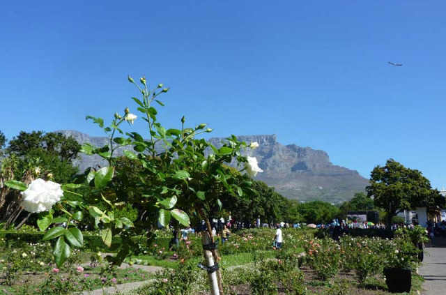 Afrique du Sud - Cape Town - Journée de visite de la Péninsule du Cap