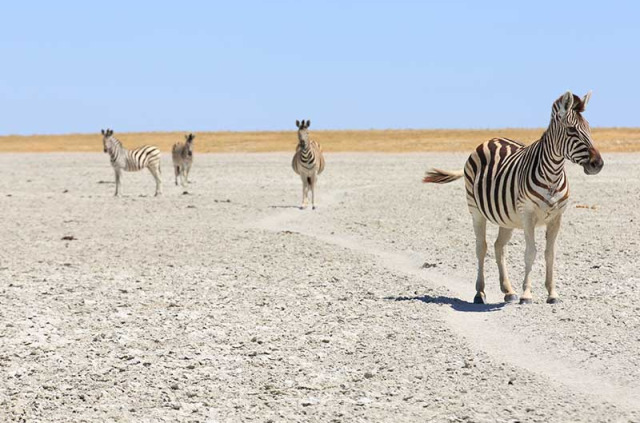 Botswana - Nxai Pan National Park  ©Shutterstock, Gil K