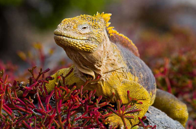 Equateur - Galapagos - Découverte des Galapagos : Santa Cruz et San Cristobal © Shutterstock, Gudkov Andrey