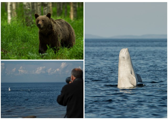 Ours et Beluga en Finlande et Russie
