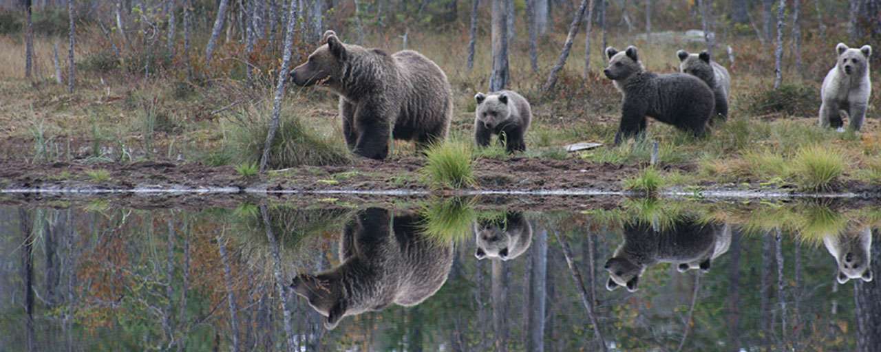 Ours du Kainuu © Wild Brown Bear