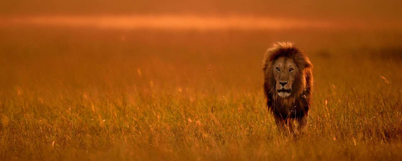 21 Faits Surprenants sur le Roi Lion !