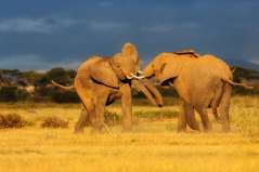 Kenya - Ciel d’orage sur Amboseli © Shutterstock - Maggy Meyer