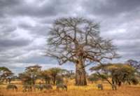 safari tanzanie en janvier
