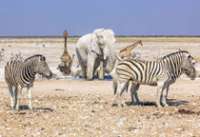 safari namibie ou afrique du sud