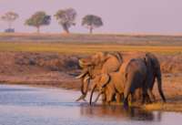 faire un safari au botswana