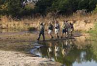safari tanzanie meilleure saison