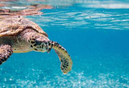 Snorkeling avec les tortues à Mafia