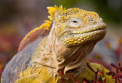Equateur
Galapagos