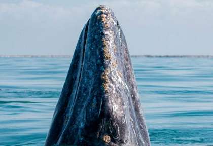 Mexique - Basse Californie - Baleine grise ©Baja Expeditions