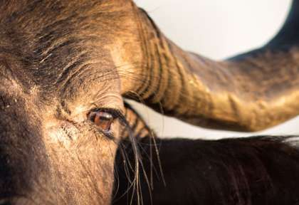 Amboseli - Kenya © Shutterstock - Andrzej Kubik