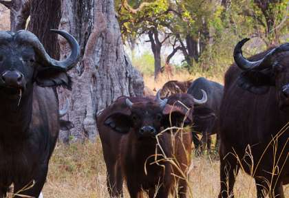 Kruger - Afrique du Sud © Shutterstock - e2dan
