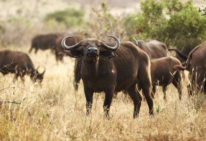 Zambie - South Luangwa © Shutterstock - Stanislav Beloglazov