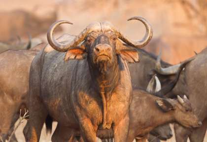 Hwange - Zimbabwe © Shutterstock - Jez Bennet