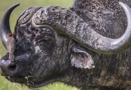 Kruger - Afrique du Sud © Shutterstock - e2dan