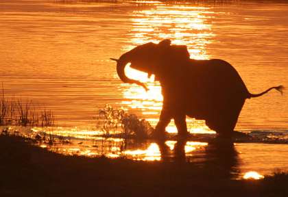 Rivière Chobe - Botswana © Kwando
