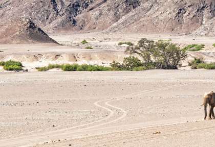 Amboseli - Kenya © Shutterstock
