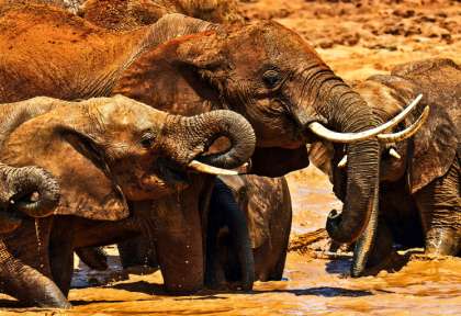 Rivière Chobe - Botswana © Kwando