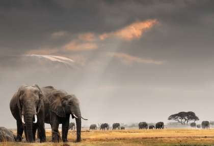 Pilanesberg - Afrique du Sud © Shutterstock - Evan Potter