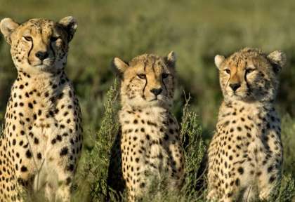 Tanzanie - Serengeti © Shutterstock - Eric Isselee