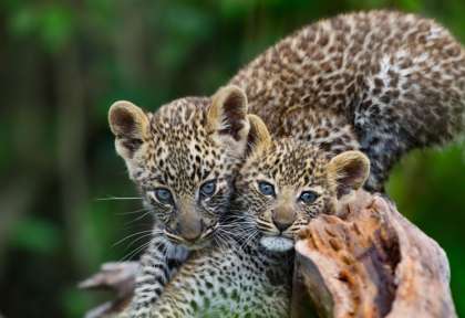 Kruger - Afrique du Sud © Shutterstock - Johan Swanepoel