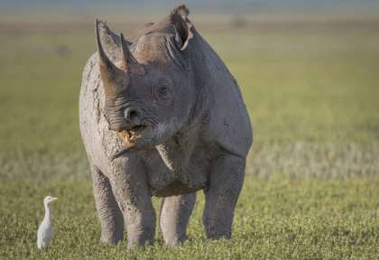 Rhinocéros noirs - Masai Mara - Kenya © Shutterstaock - Maggy Meyer