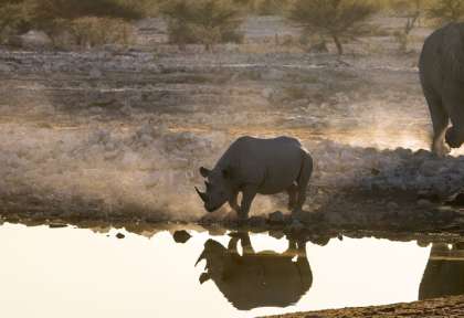 Rhinocéros noir - Etosha - Namibie © Shutterstock - ecoprint