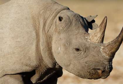 Rhinocéros noir - Ngorongoro- Tanzanie © Shutterstock - Martha Van Tonder