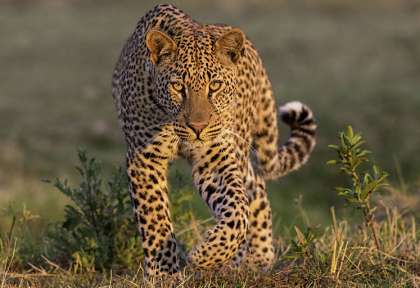 Zambie, South Luangwa ©Shutterstock - S. Brugger