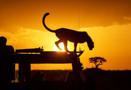 Visite d’un guépard © Shutterstock - Clement Kiragu