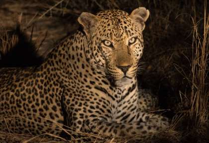 Paysages du Pilanesberg © Shutterstock - Francesco de Marco