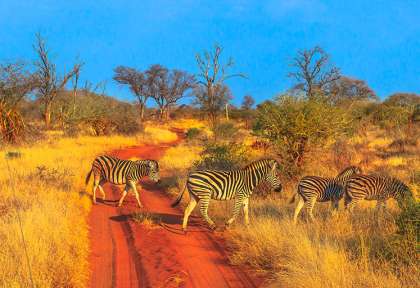 Madikwe game reserve ©Shutterstock, Benny Marty