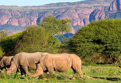 Welgevonden Game Reserve ©Shutterstock, Kev gregory