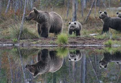 Ours en Finlande