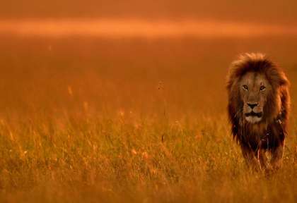 Masai Mara