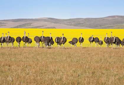 Plages du Kwazulu Natal © Shutterstock - Jaysi