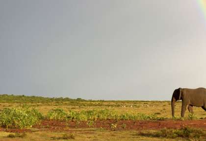 Eléphant après la pluie © Shutterstock - Jonathan Piedger