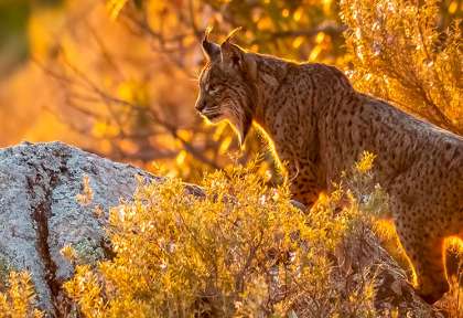 Espagne Andalousie - Lynx iberique - Shutterstock Agami Photo