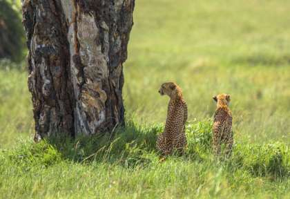 Zambie - Busanga Plains © Wilderness - Dana Allen