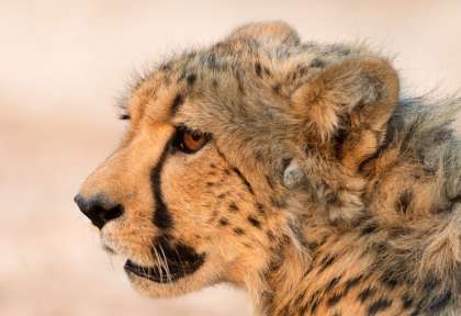 Zambie - Busanga Plains © Wilderness - Dana Allen