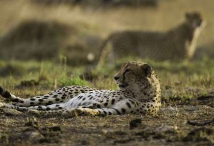 Tanzanie - Serengeti © Shutterstock - Eric Isselee
