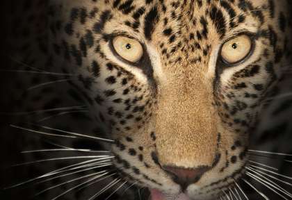 South Luangwa - Zambie © Shutterstock - Seyms Brugger