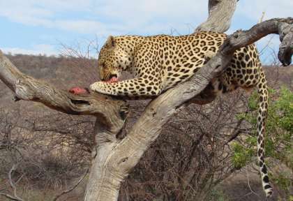Linyanti - Botswana © Shutterstock - papa bravao