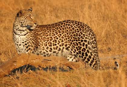 South Luangwa - Zambie © Shutterstock - Seyms Brugger