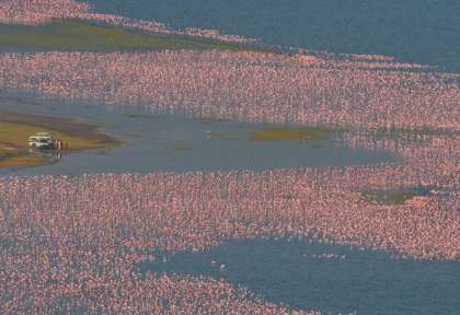 Arrêt au lac Bogoria © Shutterstock - Gudkov Andrey