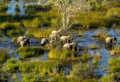 Delta de l’Okavango