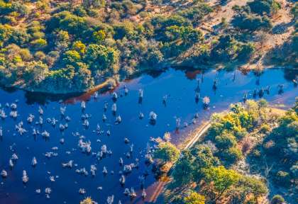 Botswana, delta de l’Okavango ©Shutterstock, Vadim Petrakov