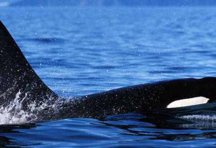 Nager avec 
les Orques de Norvège