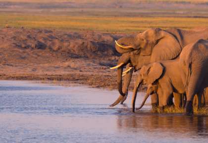 Parc national de Chobe